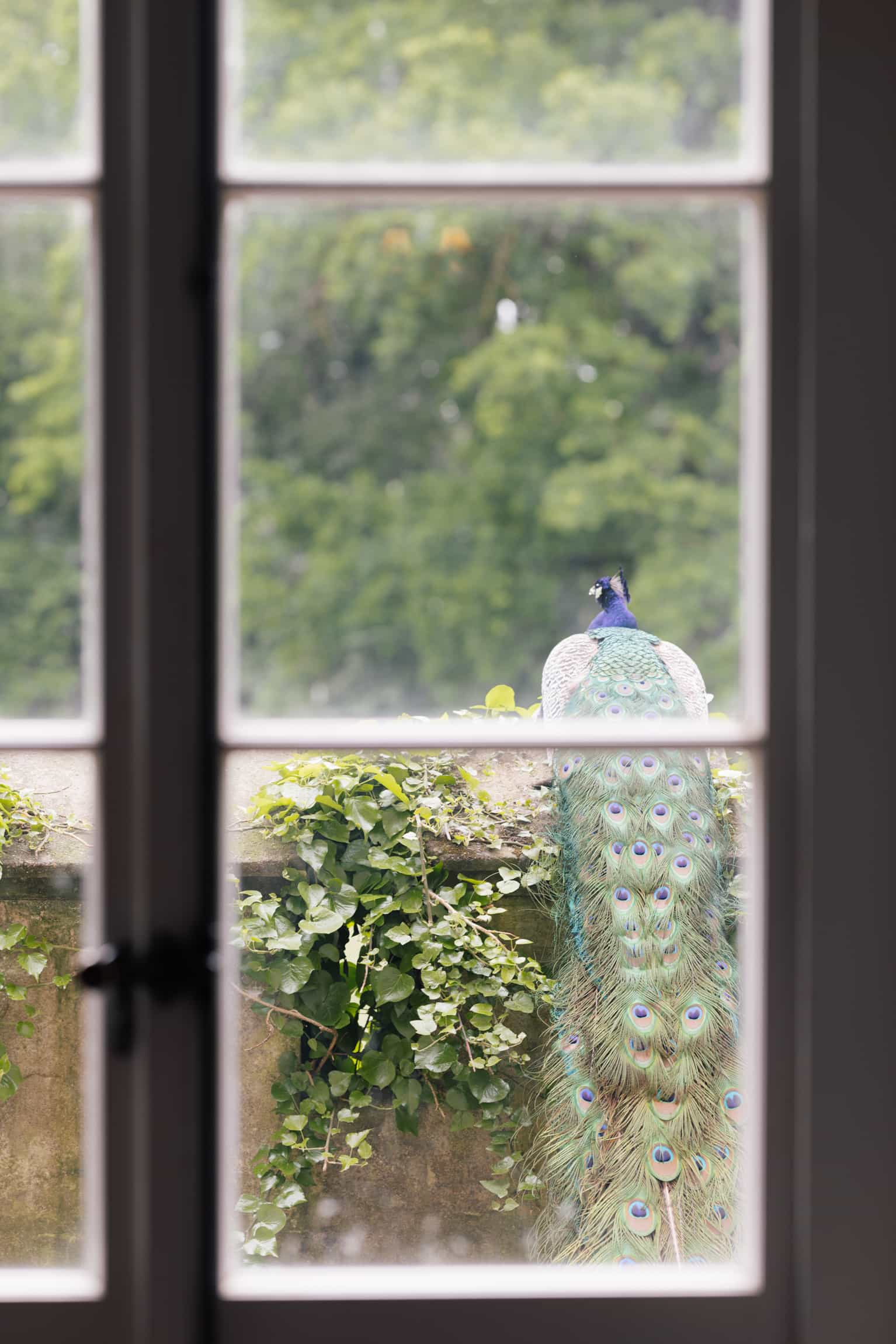 Peacock with iridescent plumage seen through a dark-framed window, green foliage beyond